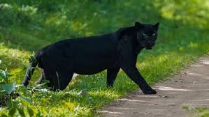 Image result for Panther Black 2001 Puma