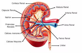 Partes Mas Importantes Del Rinon Partes Del Rinon Rinones Anatomia Del Esqueleto Humano
