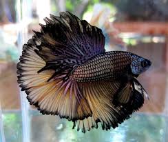 I actually have to get him a new tank that he can't see his. Beautiful Betta Fish Imgur