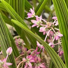 Image result for Ledebouria cooperi