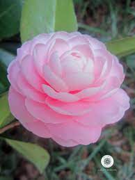 There Are Over 200 Species Of Camellias This One Just Bloomed In My Backyard Camellia Flowers Bloom