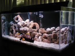 Looking To Stock A 125 Gallon With Malawi Cichlids | Monsterfishkeepers.Com
