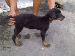 rottweiler 5 months old healthy weight and height a love