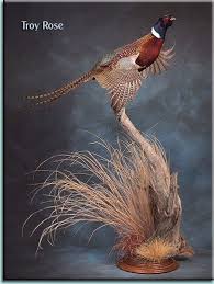 Pin By Luke Gates On Oiseau Waterfowl Taxidermy Taxidermy Pheasant Mounts