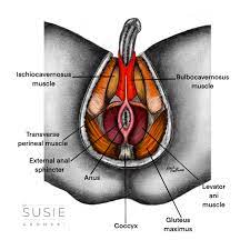 Why Men Should Care About Their Pelvic Floor