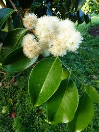 Image result for Syzygium niassense