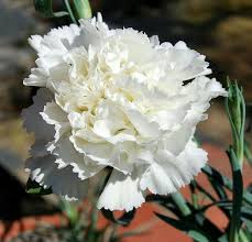 Pin By Isabela On Karafil Garofano Mums Flowers Carnation Plants Pretty Flowers