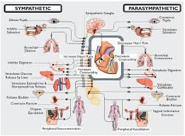 The Conductor Of The Autonomic Orchestra Autonomic Nervous System Dysautonomia Parasympathetic Nervous System