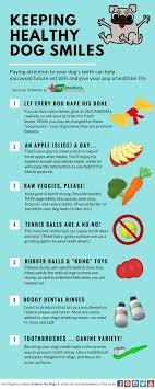 Infographic To Help You Keep Your Dogs Teeth Healthy Fur
