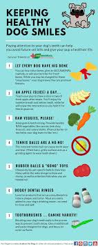 infographic to help you keep your dogs teeth healthy fur