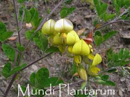 Image result for Crotalaria capensis
