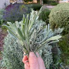 Stunning lavender fields and florals from england, france, and beyond Silver Leaf Lavender Silver Leaf Lavender Plants