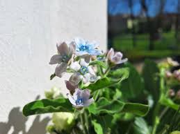 Image result for Cynoglossum coeruleum
