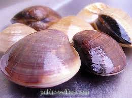 Un grand club européen fait les yeux doux à mata. Parasites Moites Exemples Quels Sont Les Mollusques Parasites La Nature 2021