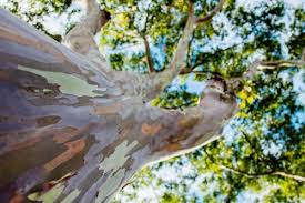 Eucalyptus trees are most known for their fragrant leaves and for being the main food source for also known as the mindanao gum or rainbow gum, the rainbow eucalyptus is a tall tree that is. Is The Rainbow Eucalyptus Real San Diego Tree Trimmers Lc Tree Service