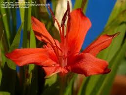 Image result for Freesia grandiflora