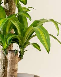Kathryn demonstrates how to prune a common house plant known as dracaena massangeana or the corn plant Dracaena Fragrans Massangeana Corn Plant Plantvine
