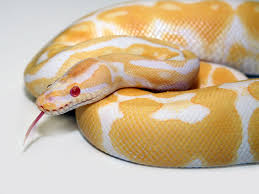 Try browsing the ball pythons index if you're looking for something specific. Albino Morph List World Of Ball Pythons