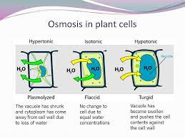 Effect 1:when plant cells are put in hypotonic solutions :water enters the cell by osmosis as the water potentil in cell is lower than outside the cell,this englarges the plant cell ,exerting turgor pressure on the cell wall, the cell walls prevent over expansion of cell by exerting an opposing force. National 5 Biology Diffusion And Osmosis Ppt Video Online Download