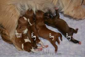 Maybe you would like to learn more about one of these? Shih Tzu Pregnancy What You Can Expect