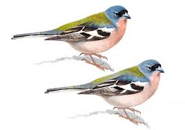 Image result for Coelachne africana