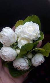 Tapi warnamu yang putih, bunga melur tandanya suci dan murni, bunga melur walaupun ditiup debu warnamu dan baumu tetap memikat kalbu. Pokok Bunga Melur Jepun Home Furniture Gardening On Carousell