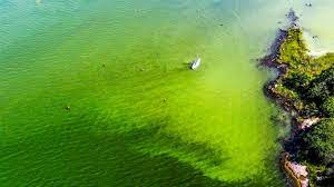 Allvarligast är att om algerna bildar ett täcke som inte släpper igenom tillräckligt med solljus kan vegetationen i sjön, eller på havsbotten, dö. Gpw9ojothcgglm