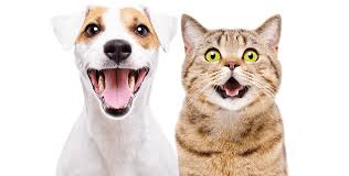 Những loại thực phẩm không nên cho chó, mèo ăn. Cutepets - Pet shop &  Grooming Spa Thú cưng Hà Nội