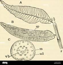 Image result for Marattiaceae