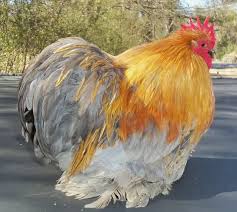 It varies with the breed but a bantam is generally 1/4 to 1/5. Bantam Male Cochins International