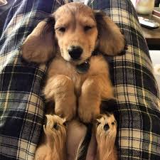 14 Signs You Love Dogs More Than Humans Barkpost A place for fans of dogs to view, download, share, and discuss their favorite images, icons, photos and wallpapers. 14 signs you love dogs more than humans
