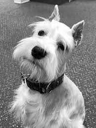Black And White Miniature Schnauzer Pin De Lindsay Kostelny Keyes En Schnauzers Terriers Mascotas Perros