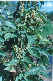 Image result for Flemingia