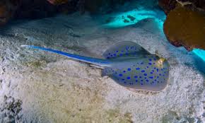 Di perairan indonesia terdapat sekitar tujuh spesies. 3 Jenis Ikan Pari Yang Umum Di Pelihara Di Aquarium Air Laut