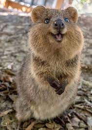 Ladybug spiritual meaning signals the way to follow your bliss by way of your heart. Pictures Quokka The Happiest Animal On Earth Leila World Blog