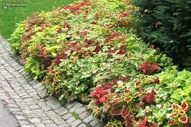 Image result for Coleus scutellarioides