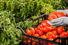 Maybe you would like to learn more about one of these? What Are Determinate And Indeterminate Tomatoes
