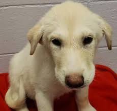 Great Pyrenees Adoption in Naperville, IL: Great Pyrenees Puppies for Sale  in Naperville, IL