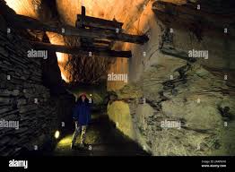 Image result for isolona