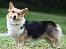 It's more important than ever to get a corgi from a reputable breeder as they're prone to so many health. Corgi Puppies For Sale Virginia Beach Va 223760