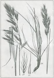 Image result for Bromus  erectus