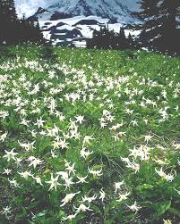 Was Edelweiss Based On An Austrian Folk Song Edelweiss Flower Edelweiss Wildwood Flower