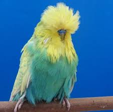 Pin By Ahiskali On Budgies Show Budgies Pretty Birds Beautiful Birds