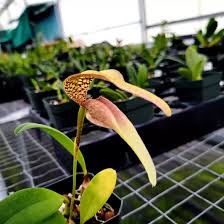 Image result for Bulbophyllum schinzianum