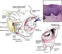 Image result for Labial mucosa