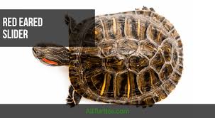 The Complete Care Guide For Your Red Ear Slider Turtle For Free