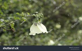 Image result for Hibiscus vitifolius