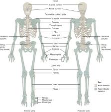 8 1 The Pectoral Girdle Anatomy And Physiology