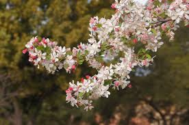 Bechtel crab (malus ioensis 'plena') crabapple. Malus Apple Crab Apple Trees Of Stanford Environs