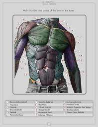 Learn muscles anatomy and reference. Torso Muscles Character Design References Https Www Facebook Com Characterdesignreferences Https Ww Anatomy Reference Male Torso Drawing Reference